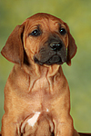 hundefotos rhodesian_ridgeback
