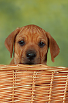 hundefotos rhodesian_ridgeback