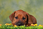 hundefotos rhodesian_ridgeback