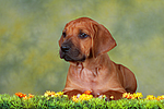 hundefotos rhodesian_ridgeback