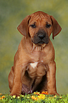 hundefotos rhodesian_ridgeback