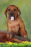 hundefotos rhodesian_ridgeback