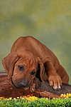 hundefotos rhodesian_ridgeback