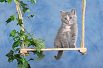 katzenfotos britisch_kurzhaar