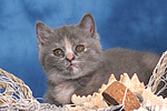 katzenfotos britisch_kurzhaar