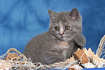 katzenfotos britisch_kurzhaar