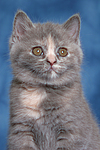 katzenfotos britisch_kurzhaar