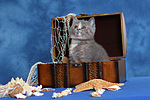katzenfotos britisch_kurzhaar