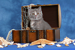 katzenfotos britisch_kurzhaar