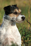 hundefotos parson_russell_terrier