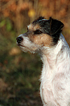 hundefotos parson_russell_terrier