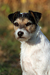 hundefotos parson_russell_terrier