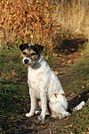 hundefotos parson_russell_terrier
