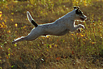hundefotos parson_russell_terrier