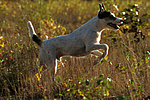 hundefotos parson_russell_terrier