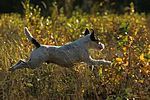 hundefotos parson_russell_terrier