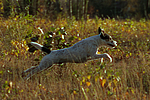 hundefotos parson_russell_terrier