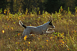 hundefotos parson_russell_terrier