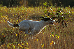 hundefotos parson_russell_terrier