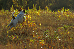 hundefotos parson_russell_terrier