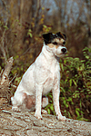 hundefotos parson_russell_terrier