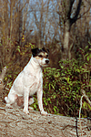 hundefotos parson_russell_terrier