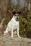 hundefotos parson_russell_terrier