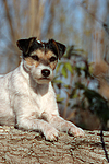 hundefotos parson_russell_terrier