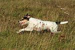 hundefotos parson_russell_terrier