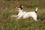 hundefotos parson_russell_terrier