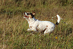 hundefotos parson_russell_terrier