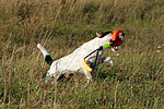 hundefotos parson_russell_terrier