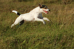 hundefotos parson_russell_terrier