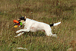 hundefotos parson_russell_terrier