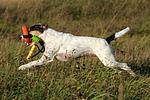 hundefotos parson_russell_terrier