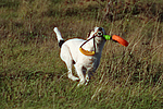 hundefotos parson_russell_terrier