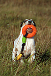 hundefotos parson_russell_terrier