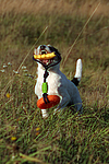 hundefotos parson_russell_terrier