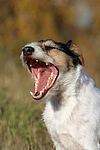 hundefotos parson_russell_terrier
