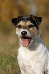 hundefotos parson_russell_terrier