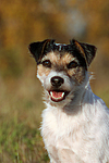 hundefotos parson_russell_terrier
