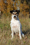 hundefotos parson_russell_terrier