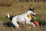 hundefotos parson_russell_terrier