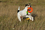 hundefotos parson_russell_terrier