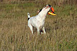 hundefotos parson_russell_terrier