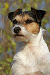 hundefotos parson_russell_terrier
