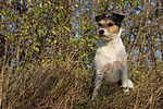 hundefotos parson_russell_terrier