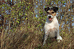 hundefotos parson_russell_terrier