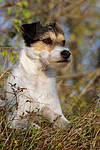 hundefotos parson_russell_terrier