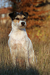 hundefotos parson_russell_terrier